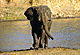 Alwet.GIF (5615 bytes)