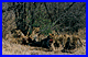 Bufkill.gif (5161 bytes)