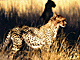Cheetacub.GIF (6246 bytes)