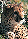 Cheetport.GIF (6269 bytes)