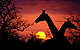 Giraffesunse.GIF (3911 bytes)