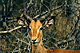 Imparam.GIF (5868 bytes)