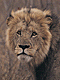 LioII.GIF (5810 bytes)