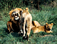 Liogreet.GIF (6464 bytes)