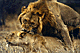 MatiLions 2.GIF (5584 bytes)