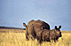 Rhino mother.GIF (4259 bytes)