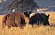 Rhinoegret.GIF (5157 bytes)