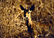 Stebok.GIF (6114 bytes)