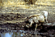 Warog.GIF (5795 bytes)