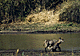Waterbyoung.GIF (5617 bytes)