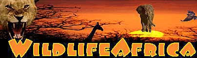 WildlifeAfrica