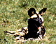 Wildog.GIF (6320 bytes)