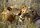 Wiltender.GIF (6217 bytes)