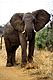 YonElephant.GIF (4786 bytes)