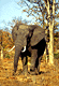 angelephant.GIF (5605 bytes)