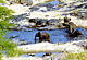 bathelephants.GIF (5600 bytes)