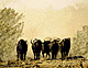 bufheard.GIF (5504 bytes)