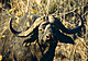 bufport.GIF (6115 bytes)