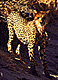 cheet.GIF (5700 bytes)