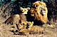 familyfour.GIF (5521 bytes)