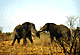 fightElephants.GIF (4340 bytes)