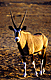 gems.GIF (5076 bytes)