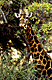 gira.GIF (5546 bytes)