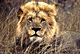 lio.GIF (6003 bytes)