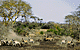 lioatac.GIF (4876 bytes)