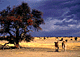 liocubs.GIF (5088 bytes)