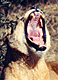 liojaws.GIF (5947 bytes)