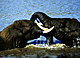 playtime.GIF (5172 bytes)