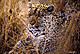 silehunterII.GIF (6114 bytes)