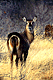 wabuck.GIF (5555 bytes)