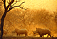 white rhinodusk.GIF (5287 bytes)