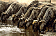 wilbees.GIF (5531 bytes)