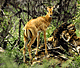 younimpa.GIF (7211 bytes)
