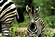 zebfoal.GIF (5337 bytes)