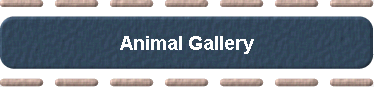  Animal Gallery 
