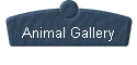  Animal Gallery 
