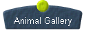  Animal Gallery 